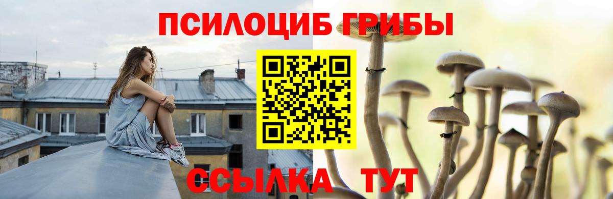 Псилоцибиновые грибы Cubensis  Асино 